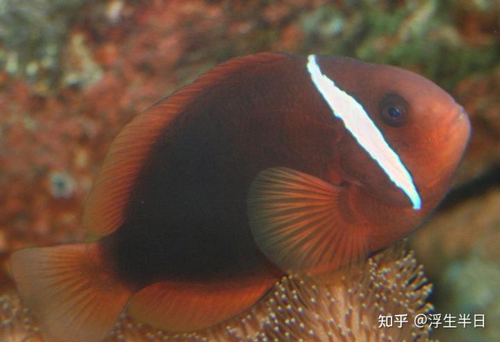 海水视频养殖鱼技术教程_养海水鱼的视频_海水鱼养殖技术视频