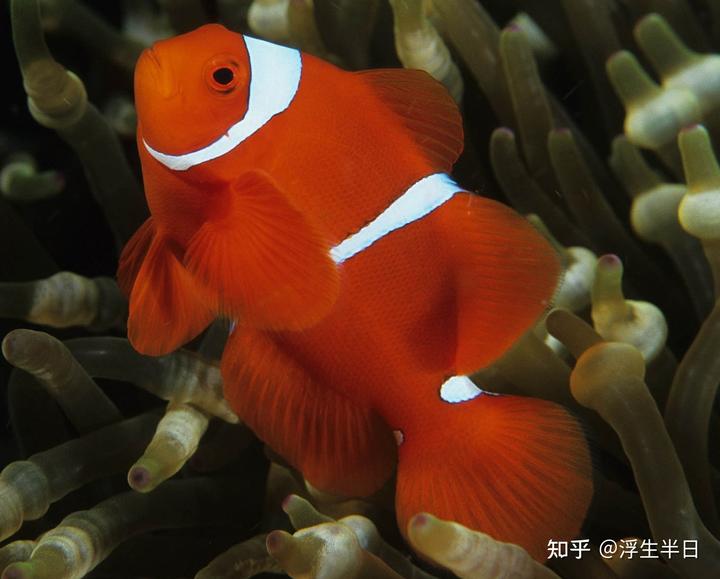 养海水鱼的视频_海水视频养殖鱼技术教程_海水鱼养殖技术视频