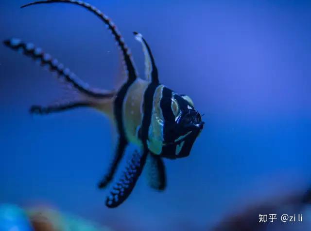 海水观赏鱼养殖视频_海水视频养殖鱼技术教程_海水鱼养殖技术视频