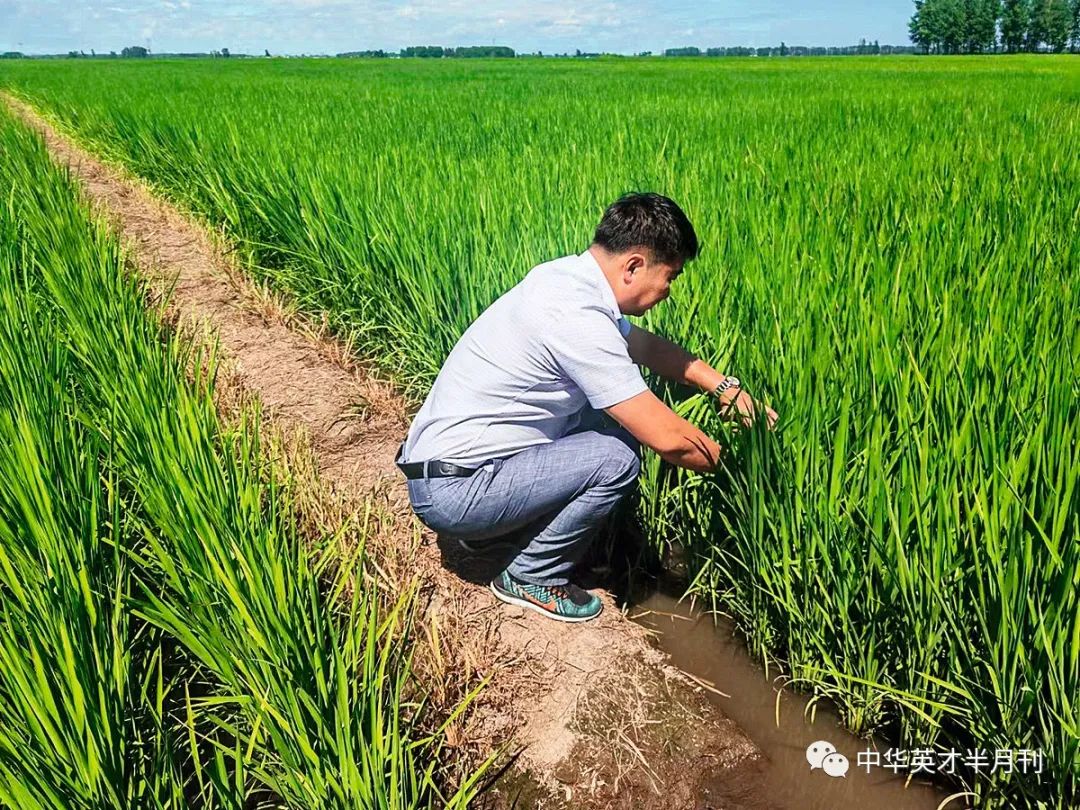 大米种植技术_大米种植技术规程内容_大米种植技术与管理