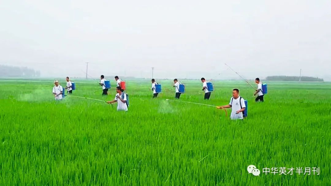 大米种植技术_大米种植技术与管理_大米种植技术规程内容