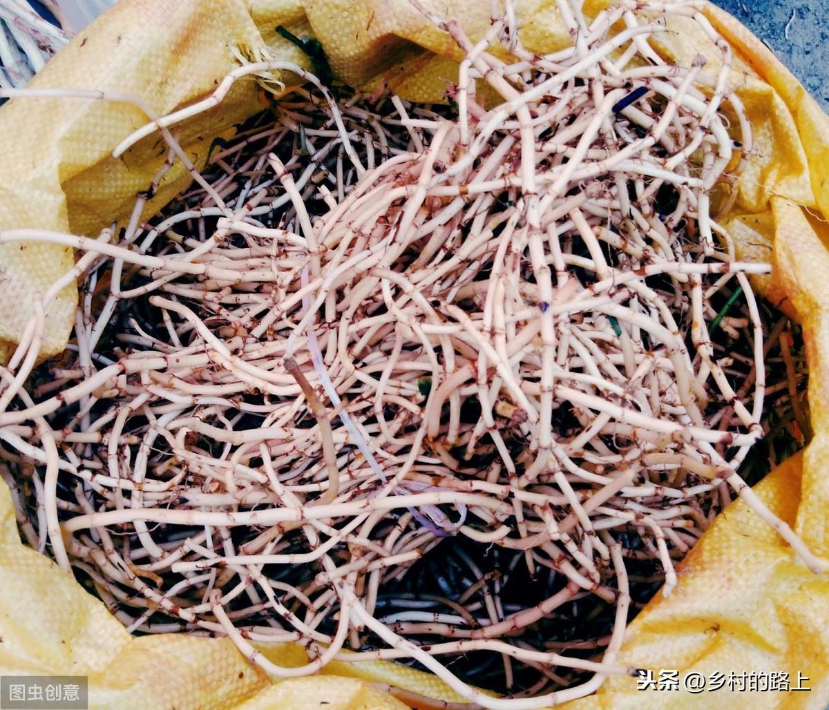 CCTV7致富经鱼腥草视频_鱼腥草致富经_鱼腥草的视频