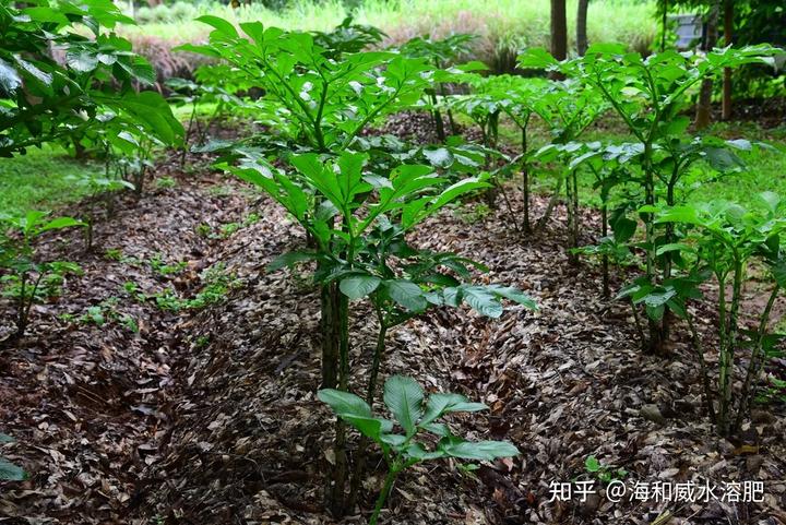 薯尖种植视频_苕尖的种植方法视频_薯尖的种植技术