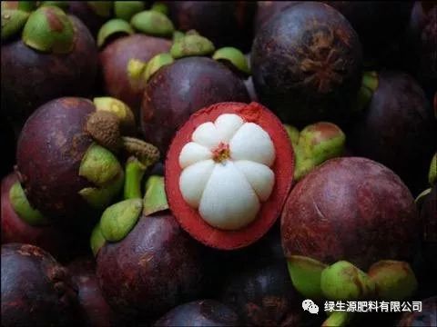 果树种植山竹技术要求_山竹果树种植_果树山竹的种植技术