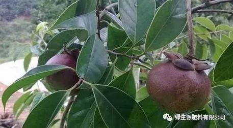 果树种植山竹技术要求_山竹果树种植_果树山竹的种植技术