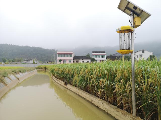 致富经水稻养鱼_致富经稻田养鱼视频_致富水稻养鱼视频