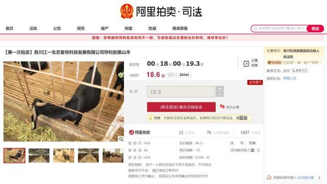 ​咩咩咩！贵州6500只羊网上论斤拍卖，成交价……