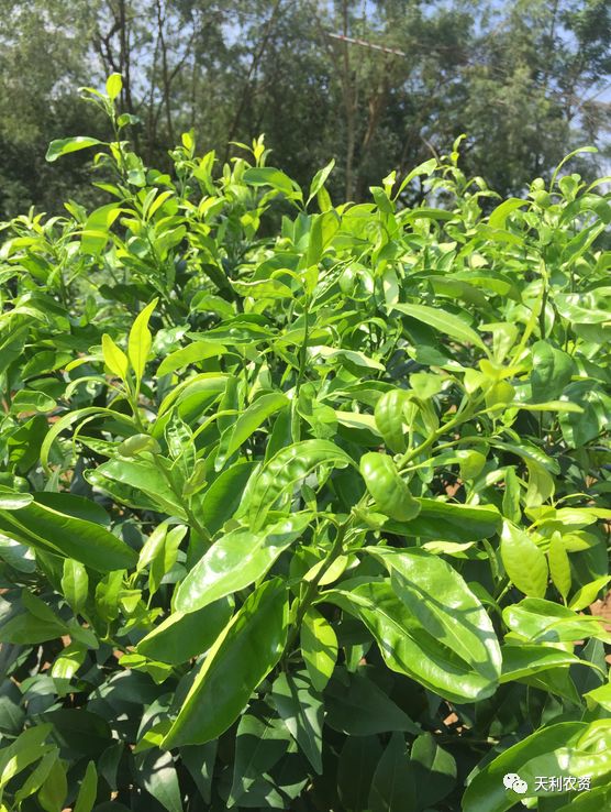 果树种植山竹技术要点_果树种植山竹技术视频_果树山竹的种植技术