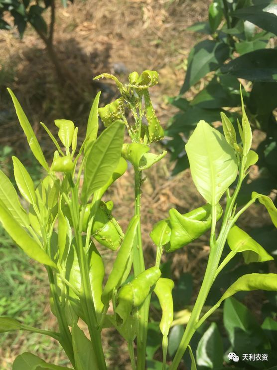 果树种植山竹技术视频_果树种植山竹技术要点_果树山竹的种植技术