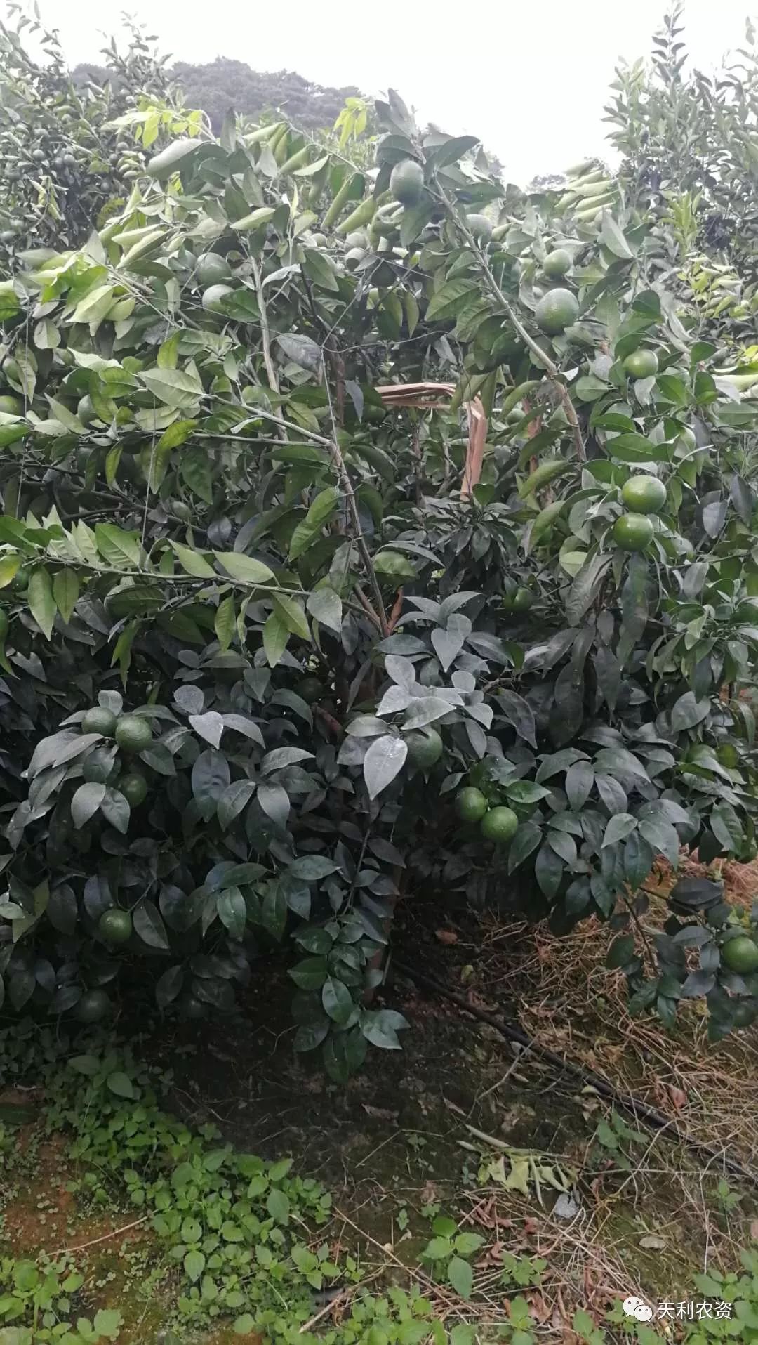 果树种植山竹技术视频_果树种植山竹技术要点_果树山竹的种植技术