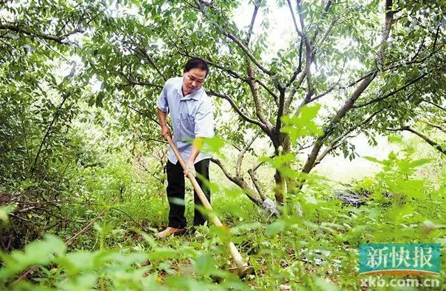 扶贫种树_种植扶贫树致富_扶贫种树苗实施方案