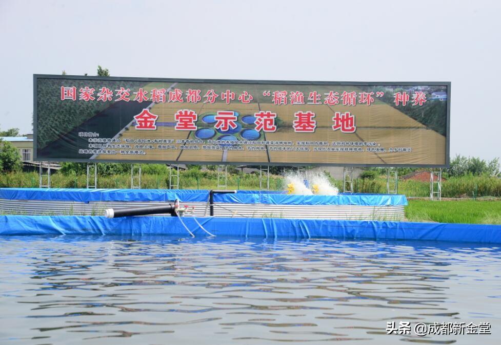 致富经水稻养鱼_致富水稻养鱼技术视频_养殖水稻