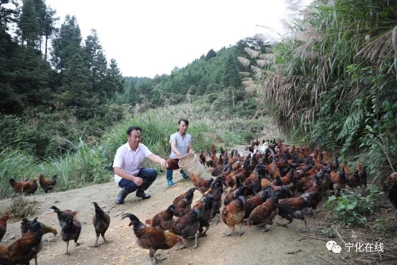 致富养殖黄鼬视频_黄鼬养殖场_黄鼬养殖致富