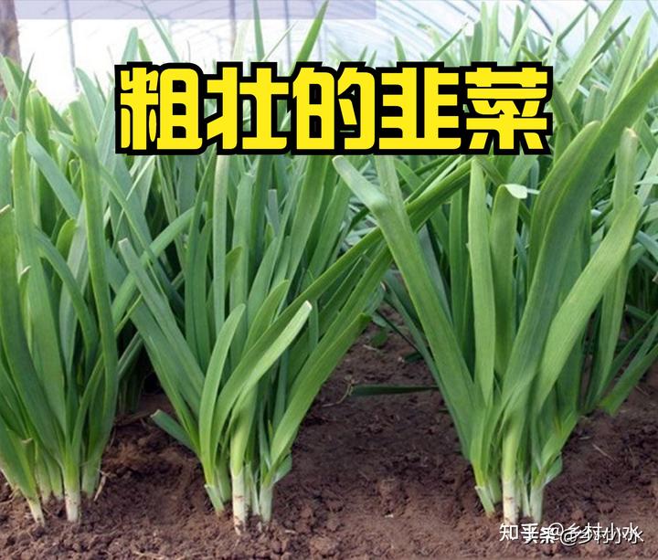 韭菜种植技术致富经_致富韭菜种植技术视频_致富韭菜种植技术视频教程