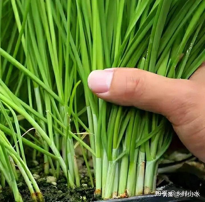 韭菜种植技术致富经_致富韭菜种植技术视频教程_致富韭菜种植技术视频