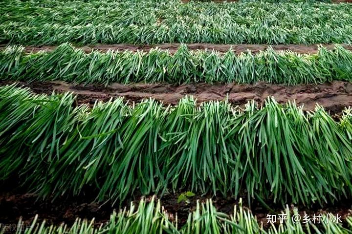 致富韭菜种植技术视频_致富韭菜种植技术视频教程_韭菜种植技术致富经