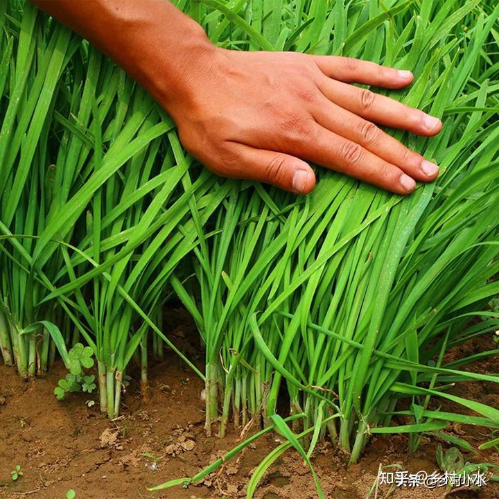 致富韭菜种植技术视频_韭菜种植技术致富经_致富韭菜种植技术视频教程