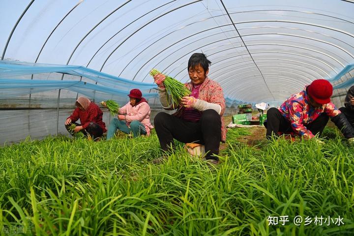 致富韭菜种植技术视频_韭菜种植技术致富经_致富韭菜种植技术视频教程