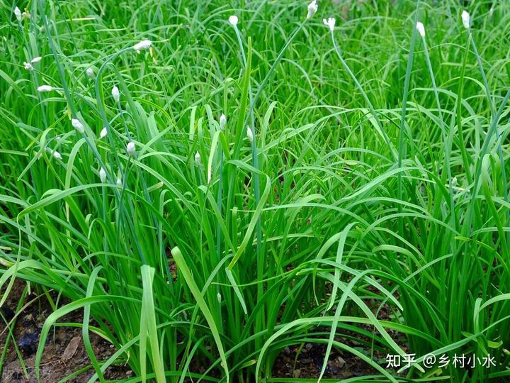 致富韭菜种植技术视频教程_致富韭菜种植技术视频_韭菜种植技术致富经