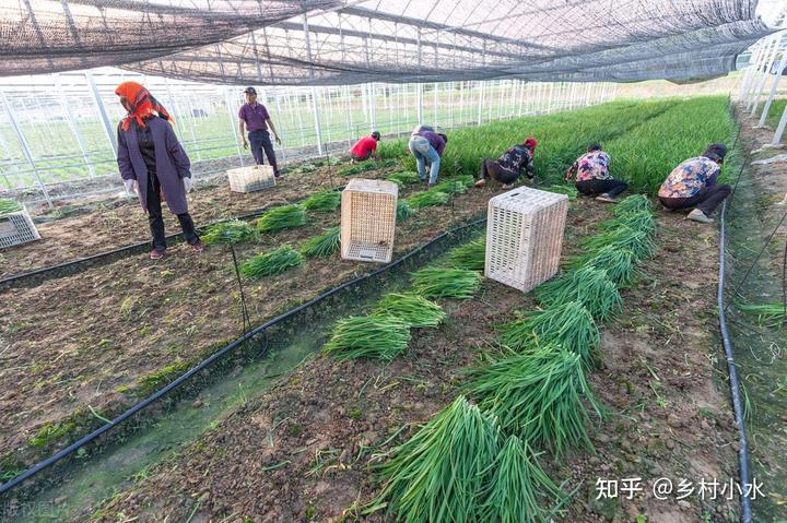 韭菜种植技术致富经_致富韭菜种植技术视频教程_致富韭菜种植技术视频