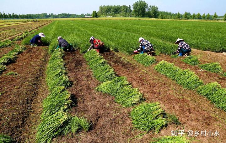 致富韭菜种植技术视频教程_韭菜种植技术致富经_致富韭菜种植技术视频