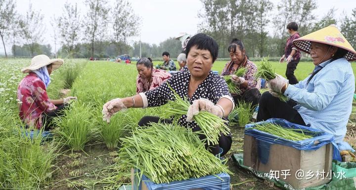 韭菜种植技术致富经_致富韭菜种植技术视频教程_致富韭菜种植技术视频