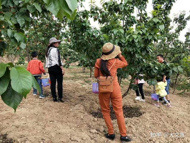 致富冬瓜种植视频_致富经种植冬瓜_冬瓜高产种植技术视频