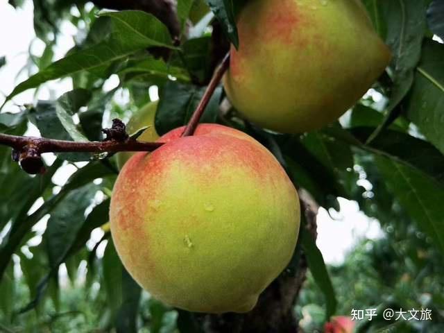 致富冬瓜种植视频_致富经种植冬瓜_冬瓜高产种植技术视频