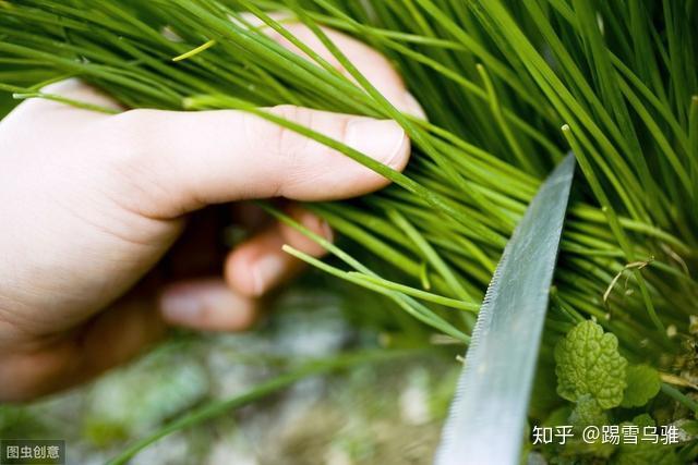 韭菜种植技术致富经_致富经韭菜种植视频_致富韭菜种植技术与管理