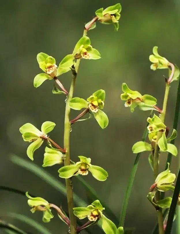 致富种植惠兰好吗_种植惠兰致富_种植惠兰视频