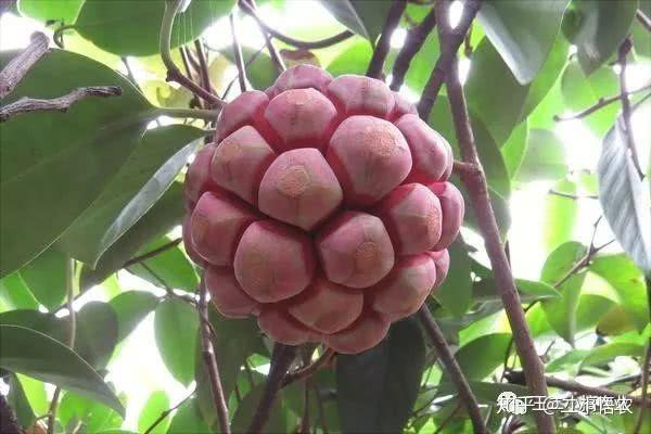 致富芝麻种植小麦视频_巧种芝麻致富_小芝麻种植致富