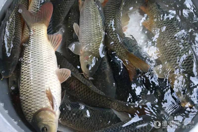 水稻养鱼_致富经水稻养鱼_致富水稻养鱼技术视频