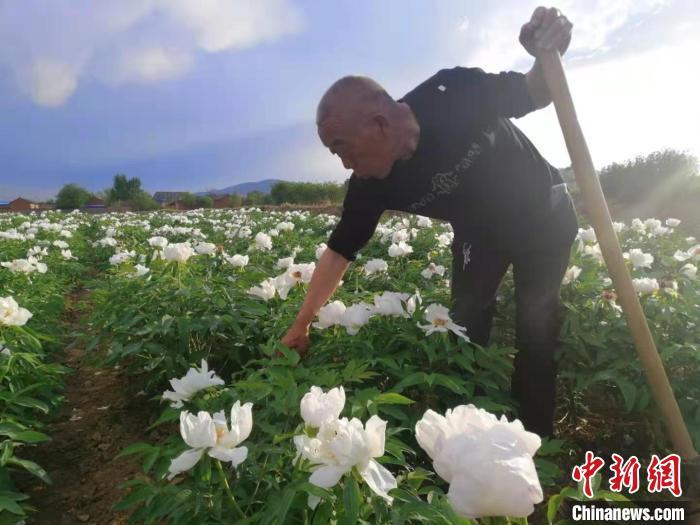 致富经牡丹花种植视频_牡丹视频致富种植花生_牡丹的种植视频