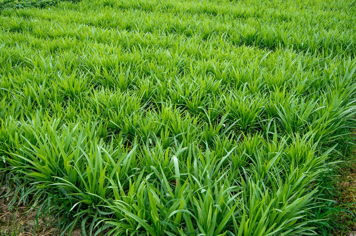 韭菜怎样种植技术_韭菜种植技术与管理方法_韭菜种植技术视频教程