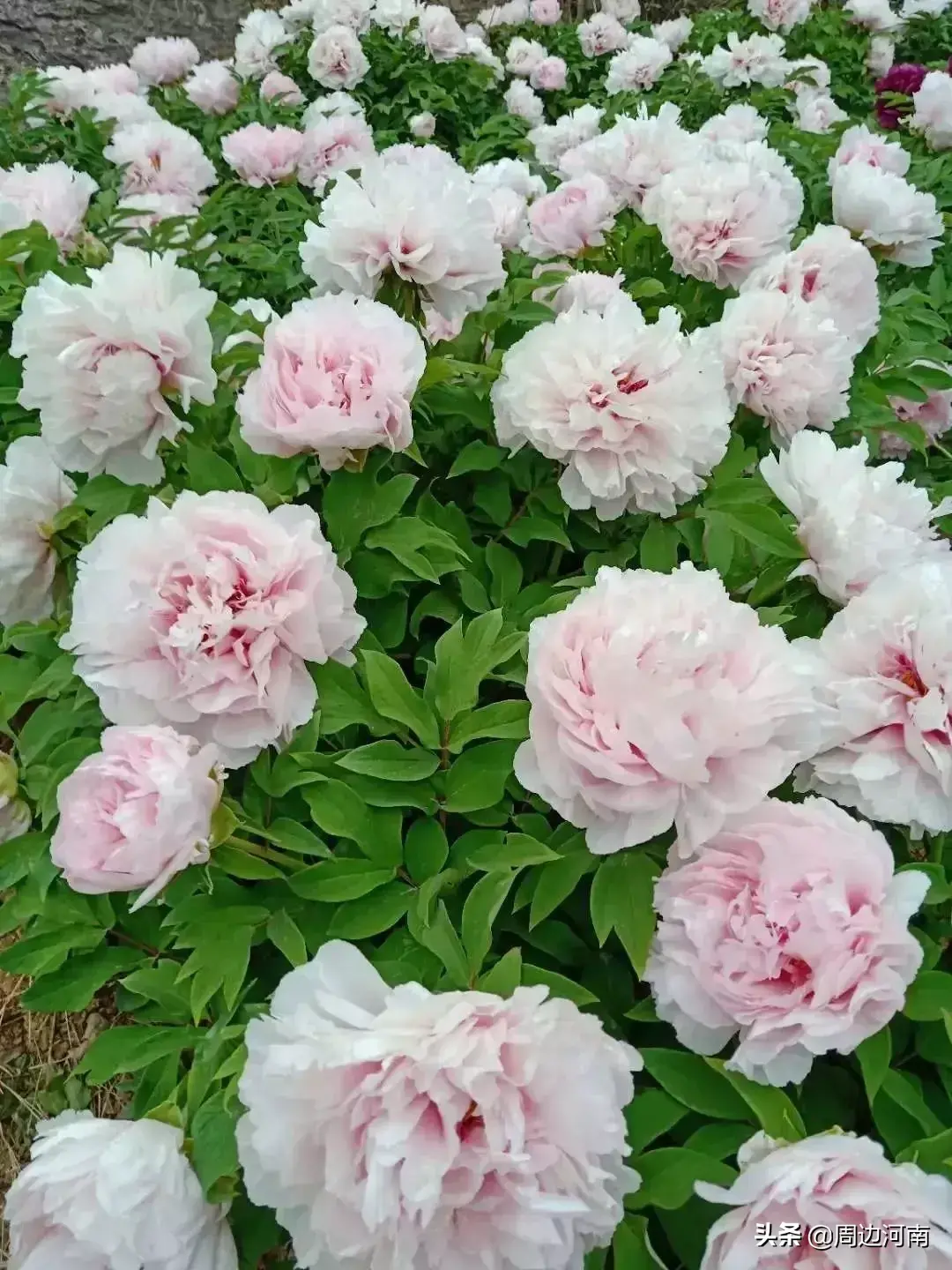 牡丹视频致富种植花怎么养_致富经牡丹花种植视频_牡丹的种植视频