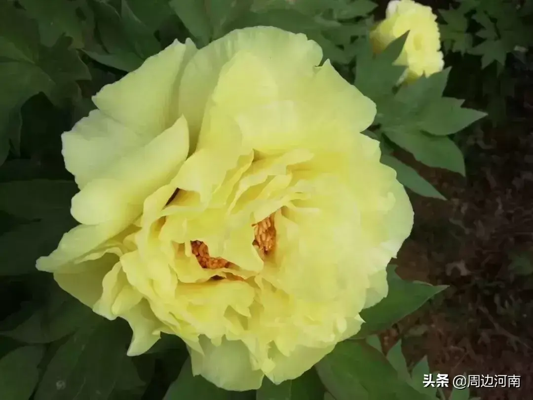 牡丹视频致富种植花怎么养_致富经牡丹花种植视频_牡丹的种植视频