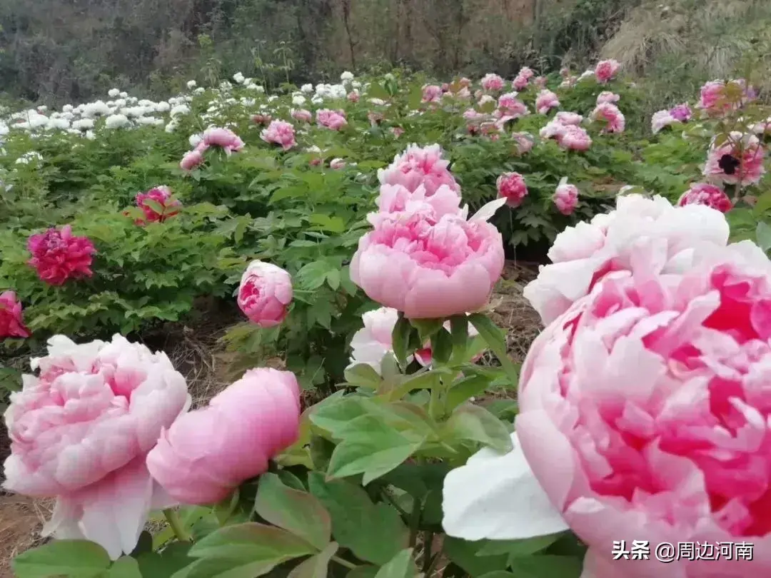 牡丹视频致富种植花怎么养_致富经牡丹花种植视频_牡丹的种植视频