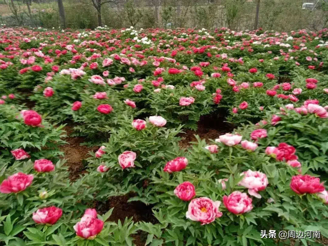 牡丹视频致富种植花怎么养_致富经牡丹花种植视频_牡丹的种植视频