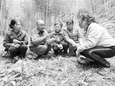 “竹荪大王”高允旺：云推广竹荪栽培致富经