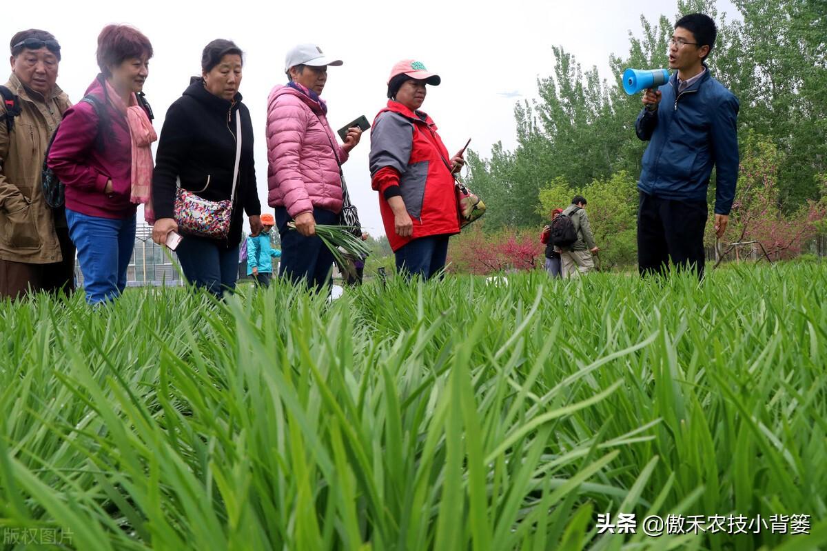 韭菜种植技术和时间_韭菜怎样种植技术_韭菜种植技术视频教程