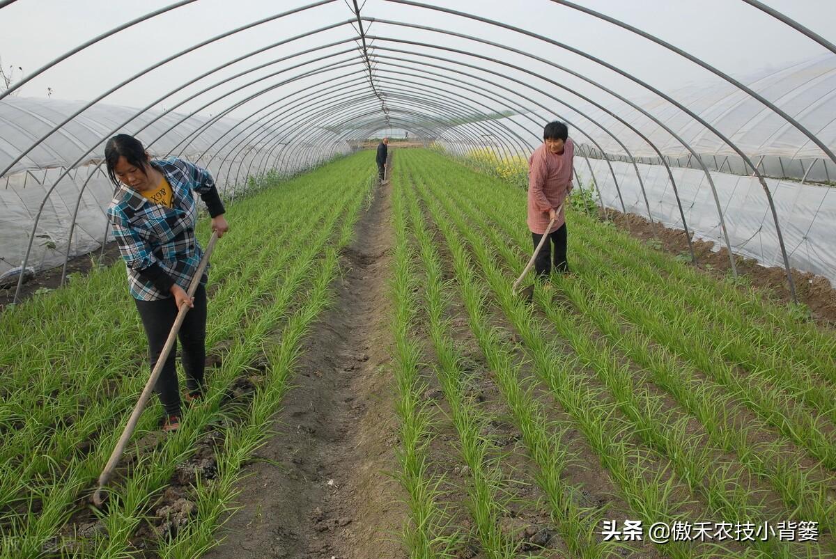 韭菜种植技术和时间_韭菜怎样种植技术_韭菜种植技术视频教程