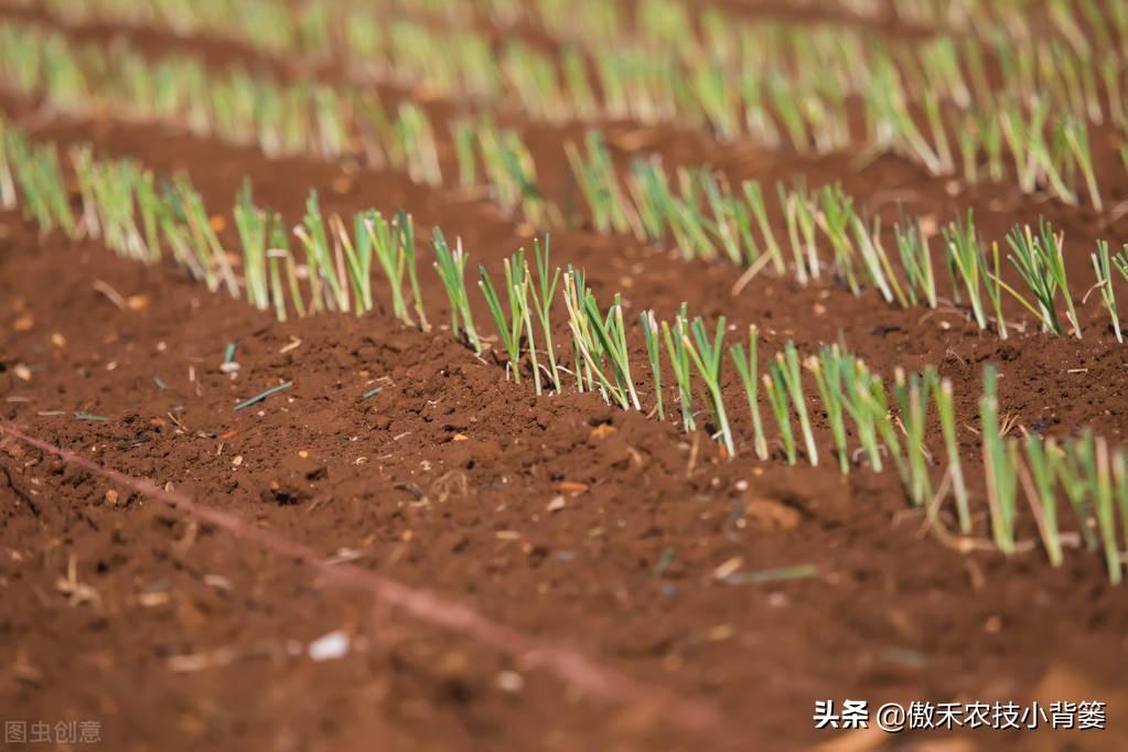 韭菜种植技术和时间_韭菜种植技术视频教程_韭菜怎样种植技术