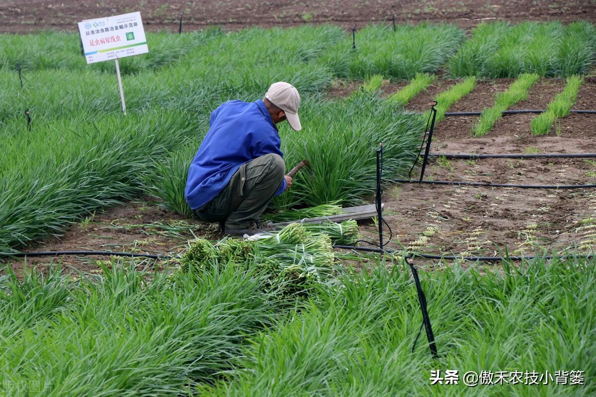 韭菜种植技术和时间_韭菜怎样种植技术_韭菜种植技术视频教程