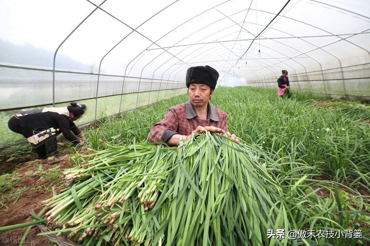 韭菜怎样种植技术_韭菜种植技术视频教程_韭菜种植技术和时间