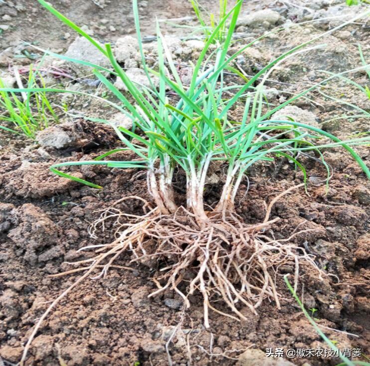 韭菜种植技术视频教程_韭菜种植技术和时间_韭菜怎样种植技术