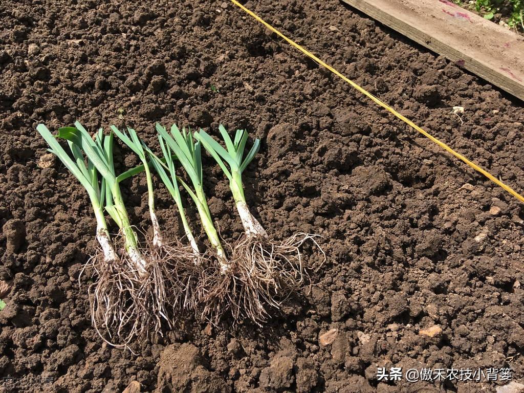 韭菜种植技术和时间_韭菜种植技术视频教程_韭菜怎样种植技术