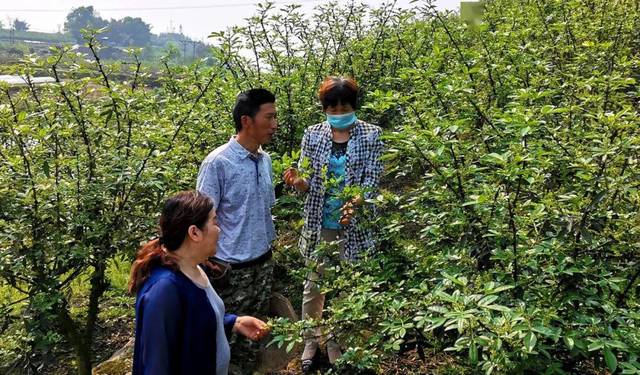 合江种植磨菇致富_种蘑菇致富_种植磨菇利润