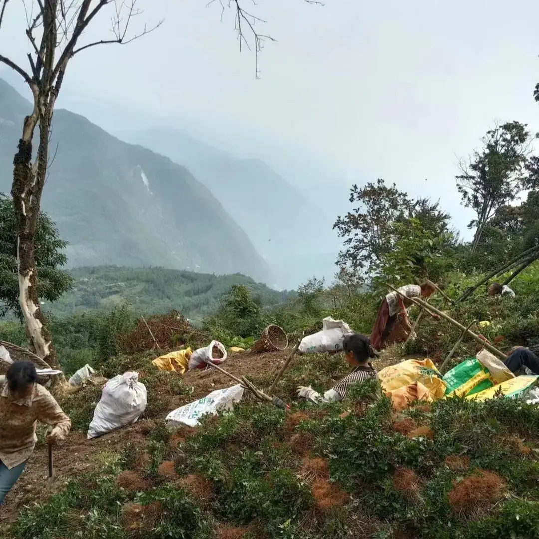 中药种植致富渠道_致富药材种植_中药种植赚钱