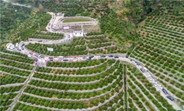 湖北种植中药材_湖北种植中药致富_湖北中药种植基地