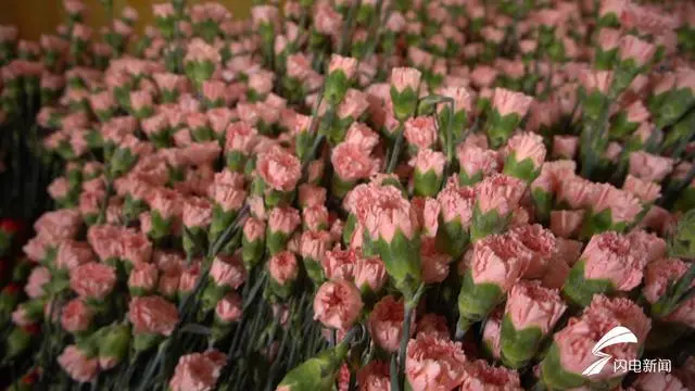 种植康乃馨致富_康乃馨种植技术指导_康乃馨种植效益